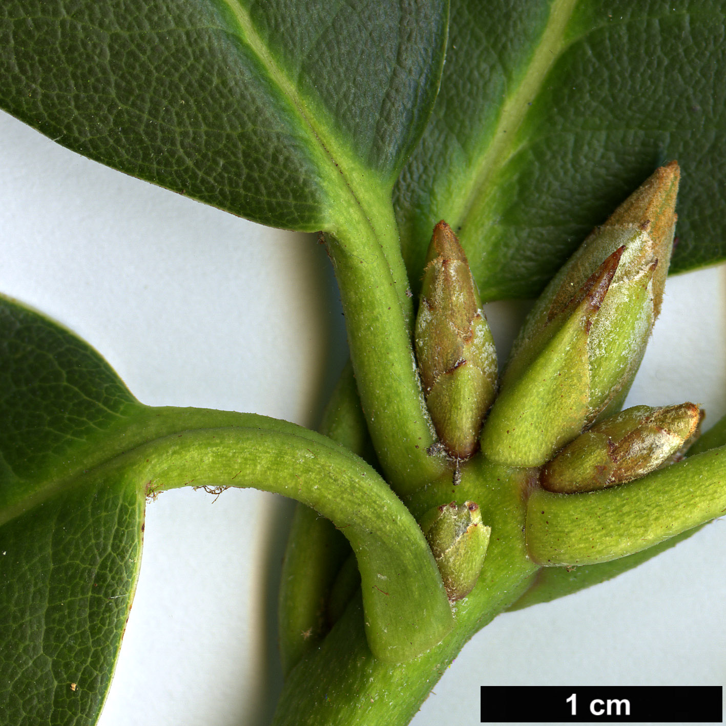 High resolution image: Family: Ericaceae - Genus: Rhododendron - Taxon: citriniflorum - SpeciesSub: var. citriniflorum